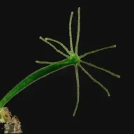 H. viridissima