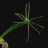 H. viridissima