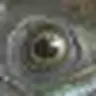 Primeus