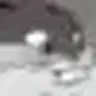 Big Chungus (all versions)